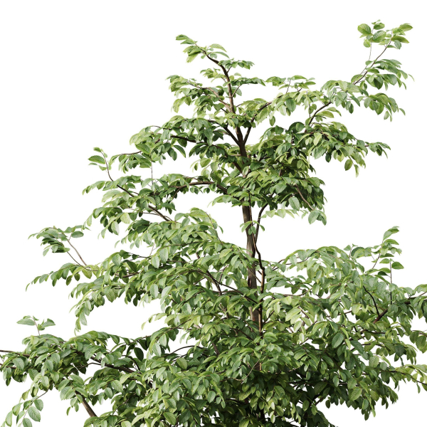 Carpinus Betulus