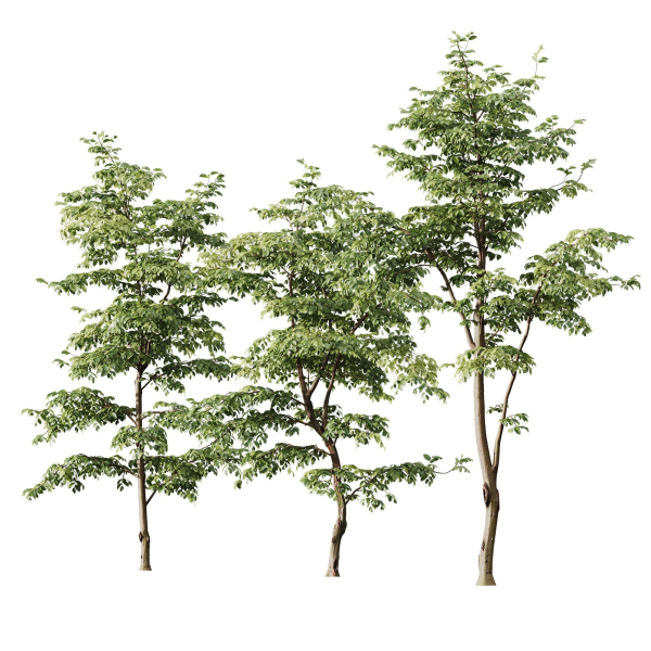 Carpinus Betulus