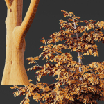 Carpinus Betulus