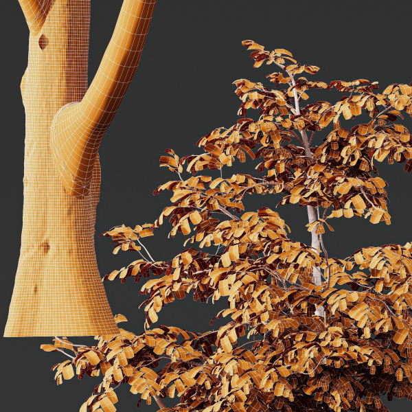 Carpinus Betulus