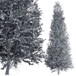 carpinus betulus