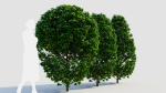 Carpinus betulus a