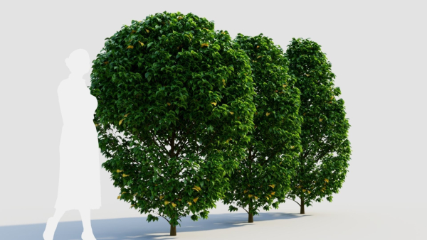 Carpinus betulus a