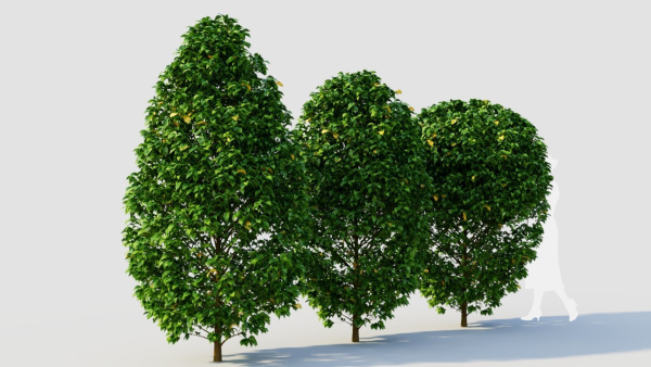 Carpinus betulus a