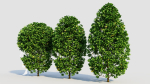 Carpinus betulus a