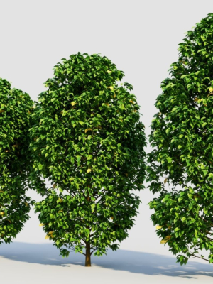 carpinus-betulus-a-3d-model-310c8e1995