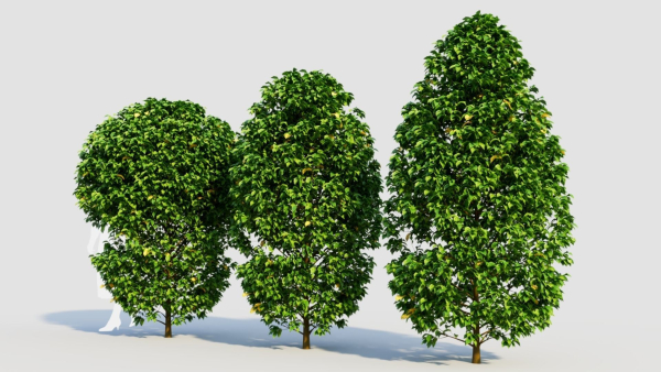 Carpinus betulus a