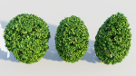 Carpinus betulus a
