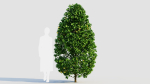 Carpinus betulus a