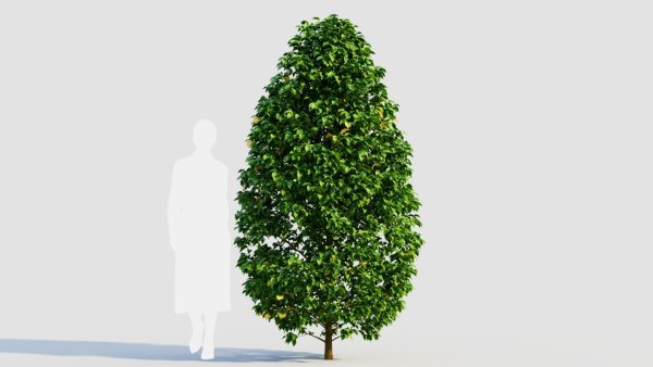 Carpinus betulus a