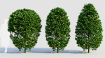 Carpinus betulus a
