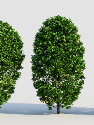 Carpinus betulus a