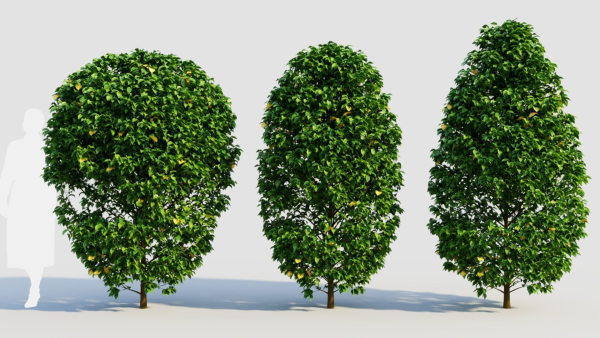Carpinus betulus a