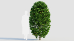 Carpinus betulus a
