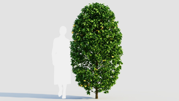 Carpinus betulus a