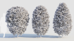 Carpinus betulus a