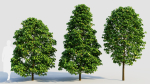 Carpinus betulus b