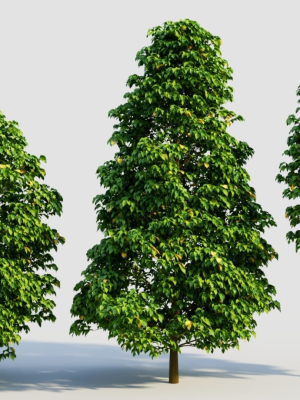 Carpinus betulus b
