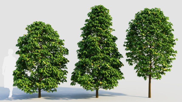 Carpinus betulus b
