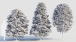 Carpinus betulus b