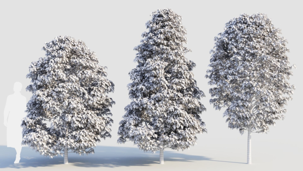 Carpinus betulus b