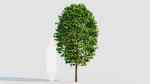Carpinus betulus b