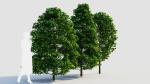 Carpinus betulus b