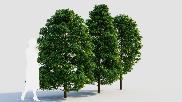 Carpinus betulus b