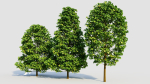 Carpinus betulus b