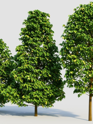 carpinus-betulus-b-3d-model-7a005a941a
