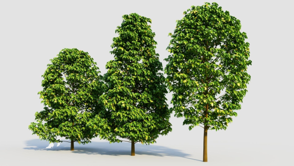 Carpinus betulus b