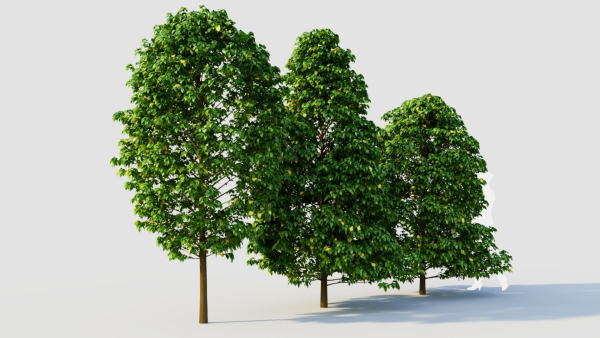 Carpinus betulus b