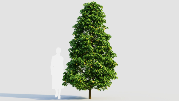 Carpinus betulus b