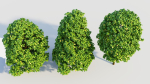 Carpinus betulus b