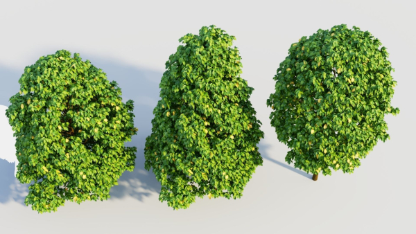 Carpinus betulus b