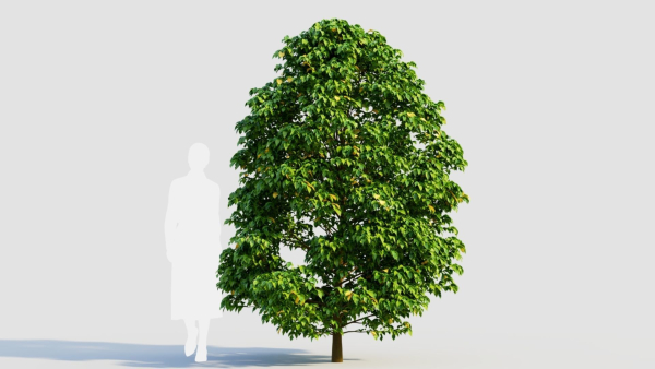 Carpinus betulus b