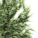 Carpinus Betulus Broadleaf