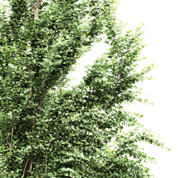 Carpinus Betulus Broadleaf