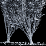 Carpinus Betulus Broadleaf