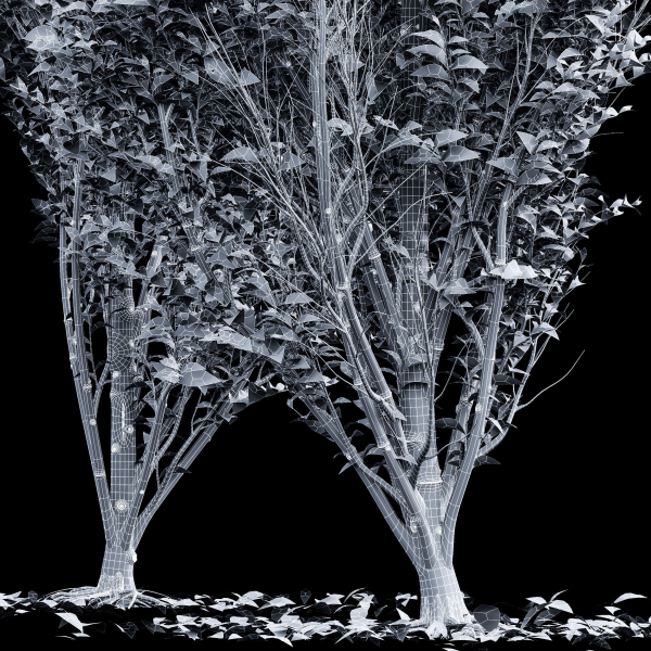 Carpinus Betulus Broadleaf