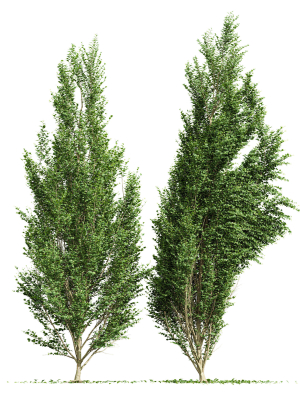 Carpinus Betulus Broadleaf