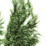 Carpinus Betulus Broadleaf