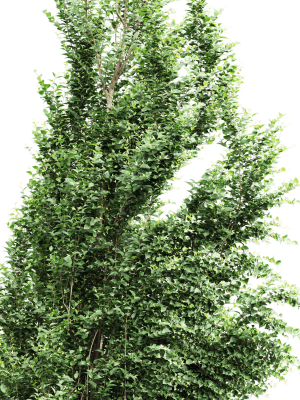 carpinus-betulus-broadleaf-3d-model-be5f029516