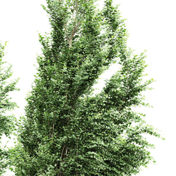 Carpinus Betulus Broadleaf