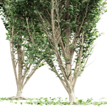 Carpinus Betulus Broadleaf