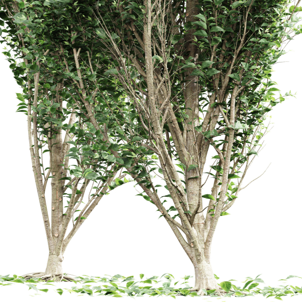 Carpinus Betulus Broadleaf