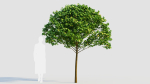 Carpinus betulus c