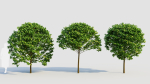 Carpinus betulus c