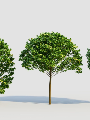 Carpinus betulus c