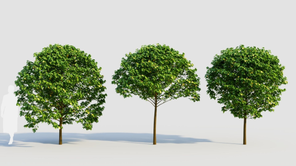 Carpinus betulus c